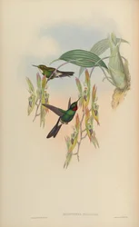 Heliotrypha parzudaki = Heliangelus exortis